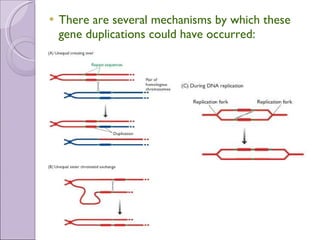 There are several mechanisms by which these gene duplications could have occurred:  