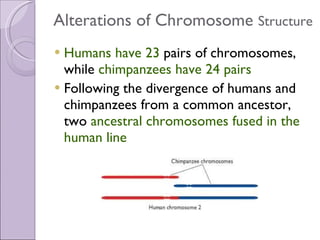 Alterations of Chromosome  Structure Humans have 23  pairs of chromosomes, while  chimpanzees have 24 pairs Following the divergence of humans and chimpanzees from a common ancestor, two  ancestral chromosomes fused in the human line 