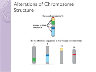 Alterations of Chromosome Structure 