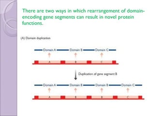 There are two ways in which rearrangement of domain-encoding gene segments can result in novel protein functions . 