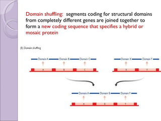 Domain shuffling:  segments coding for structural domains from completely different genes are joined together to form a  new coding sequence that specifies a hybrid or mosaic protein 