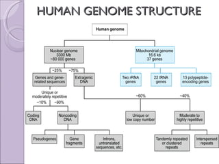 HUMAN GENOME STRUCTURE  