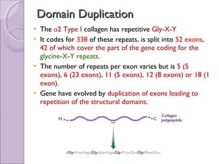 Domain Duplication The  α2 Type I  collagen has repetitive  Gly-X-Y  It codes for  338  of these repeats, is split into  52 exons ,  42 of which cover the part of the gene coding for the  glycine-X-Y repeats. The number of repeats per exon varies but is  5 (5 exons), 6 (23 exons), 11 (5 exons), 12 (8 exons) or 18 (1 exon).  Gene have evolved by  duplication of exons leading to repetition of the structural domains.  