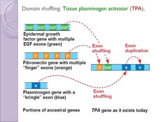 Domain shuffling:  Tissue plasminogen activator  ( TPA ), 