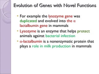 Evolution of Genes with Novel Functions For example the  lysozyme gene  was  duplicated  and evolved into  the α lactalbumin gene  in mammals Lysozyme  is an enzyme that helps  protect  animals against  bacterial infection α-lactalbumin  is a nonenzymatic protein that plays a  role in milk production   in mammals 