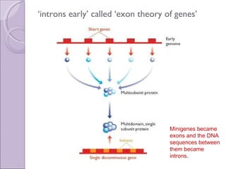 ‘ introns early’ called ‘exon theory of genes’  Minigenes became exons and the DNA sequences between them became introns .  