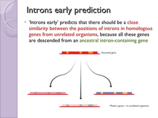 Introns early prediction ‘ Introns early’ predicts that there should be a  close similarity between the positions of introns in homologous genes   from unrelated organisms , because all these genes are descended from an  ancestral intron-containing gene 