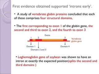 First evidence obtained supported ‘introns early’. A study of  vertebrate globin proteins  concluded that each of these comprises  four structural domains,  The  first corresponding to exon 1  of the globin gene,  the second and third to exon 2, and the fourth to exon 3 Leghemoglobin   gene of soybean  was shown to have an intron at exactly the expected position (splits the second and third domains ) 