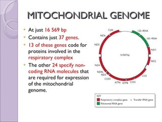 MITOCHONDRIAL GENOME At just  16 569 bp Contains just  37 genes . 13 of these genes  code for proteins involved in the  respiratory complex The other  24 specify non-coding RNA molecules  that are required for expression of the mitochondrial genome.  