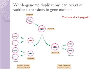 Whole-genome duplications can result in sudden expansions in gene number The basis of autopolyploid 