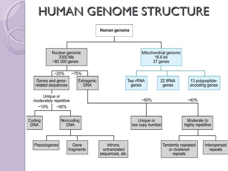 Genome origin