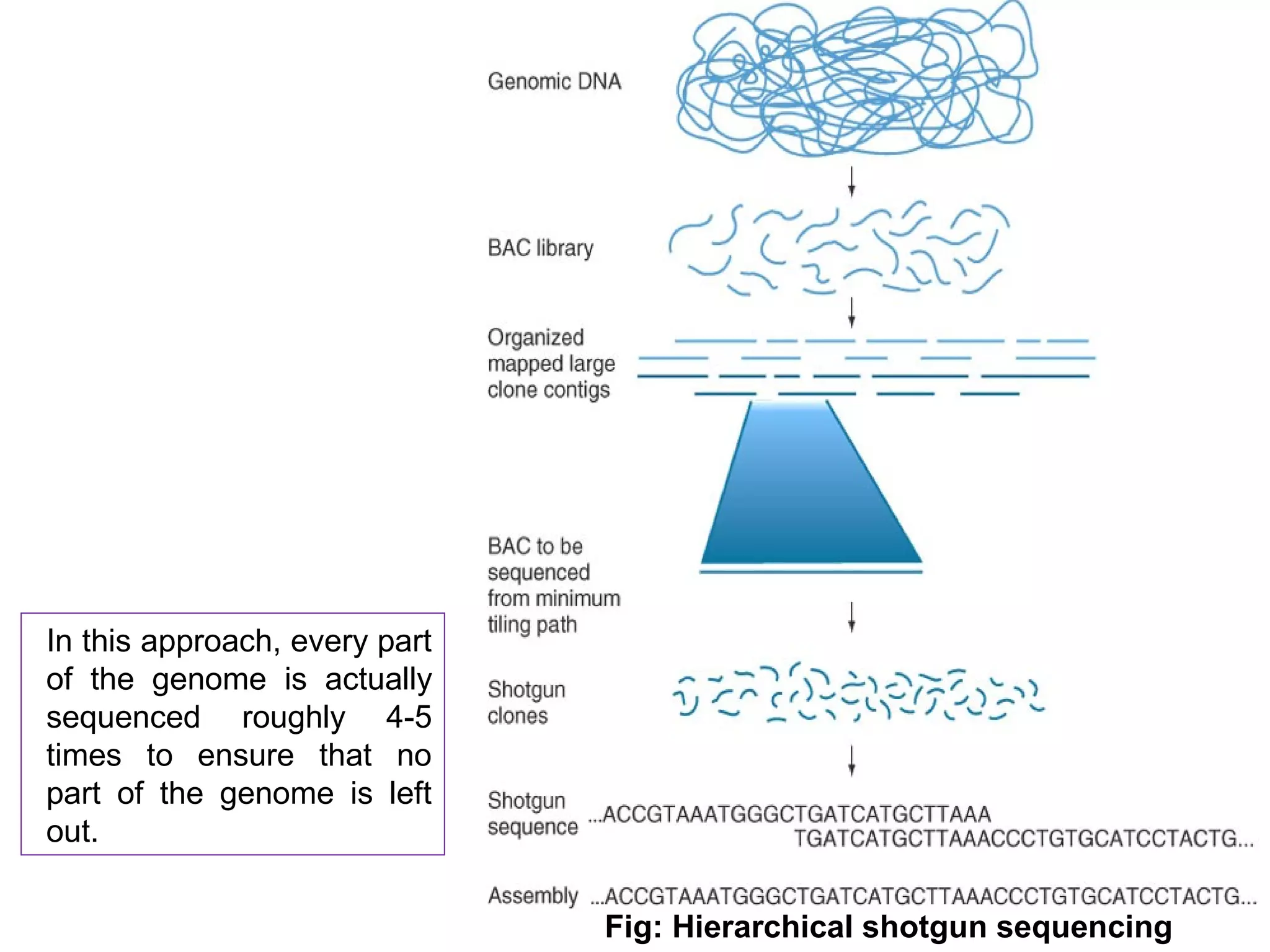Genome sequencing | PPT