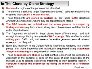 In In TThhee CClloonnee--bbyy--CClloonnee SSttrraatteeggyy 
1) Markers for regions of the genomes are identified. 
2) The genome is split into larger fragments (50-200kb) using restriction/cutting 
enzymes that contain a known marker. 
3) These fragments are cloned in bacteria (E. coli) using BACs (Bacterial 
Artificial Chromosomes), where they are replicated and stored. 
4) The BAC inserts are isolated and the whole genome is mapped by 
finding markers regularly spaced along each chromosome to determine the 
order of each cloned. 
5) The fragments contained in these clones have different ends, and with 
enough coverage finding a scaffold of BAC contigs. This scaffold is called 
a tiling path. BAC contig that covers the entire genomic area of interest 
makes up the tiling path. 
6) Each BAC fragment in the Golden Path is fragmented randomly into smaller 
pieces and these fragments are individually sequenced using automated 
Sanger sequencing and sequenced on both strands. 
7) These sequences are aligned so that identical sequences are overlapping. 
Assembly of the genome is done on the basis of prior knowledge of the 
markers used to localize sequenced fragments to their genomic location. A 
computer stitches the sequences up using the markers as a reference 
guide. 
Continue……… 
 