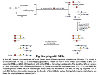 Fig: Mapping with STSs. 
At top left, several representative BACs are shown, with different symbols representing different STSs placed at 
specific intervals. In step (a) of the mapping procedure, screen for two or more widely spaced STSs. In this case 
screen for STS1 and STS4. All those BACs with either STS1 or 4 are shown at top right. The identified STSs are shown 
in color. In step (b), each of these positive BACs is further screened for the presence of STS2, STS3, and STS5.The 
colored symbols on the BACs at bottom right denote the STSs detected in each BAC. In step (c), align the STSs in 
each BAC to form the contig. Measuring the lengths of the BACs by pulsed-field gel electrophoresis helps to pin 
down the spacing between pairs of BACs. 
 