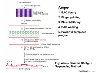 Steps: 
1. BAC library 
2. Finger printing 
3. Plasmid library 
4. BAC walking 
5. Powerful computer 
program 
Fig: Whole Genome Shotgun 
Sequencing Method 
Continue……… 
 