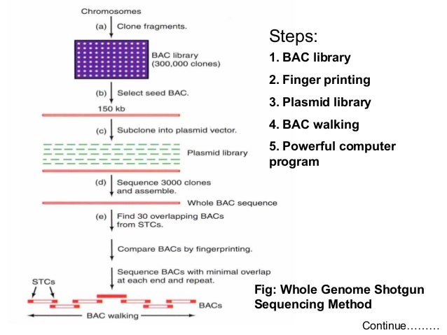 epub virus receptors part 1 bacterial viruses