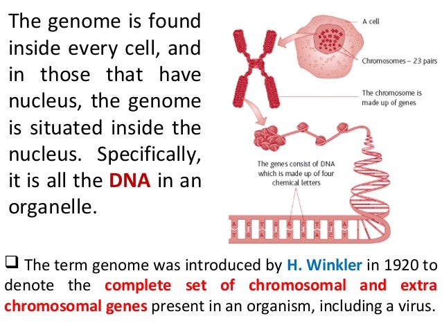 compare two gene sequences compare two gene sequences