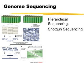 Genome sequencing | PPT