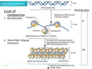 Genome sequencing, DNA sequencing method | PDF