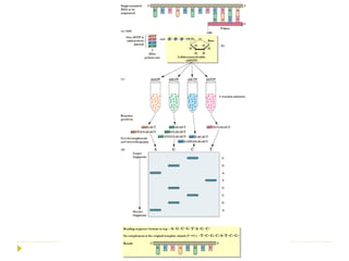Genome sequencing, DNA sequencing method | PDF