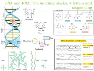 Genome sequencing, DNA sequencing method | PDF