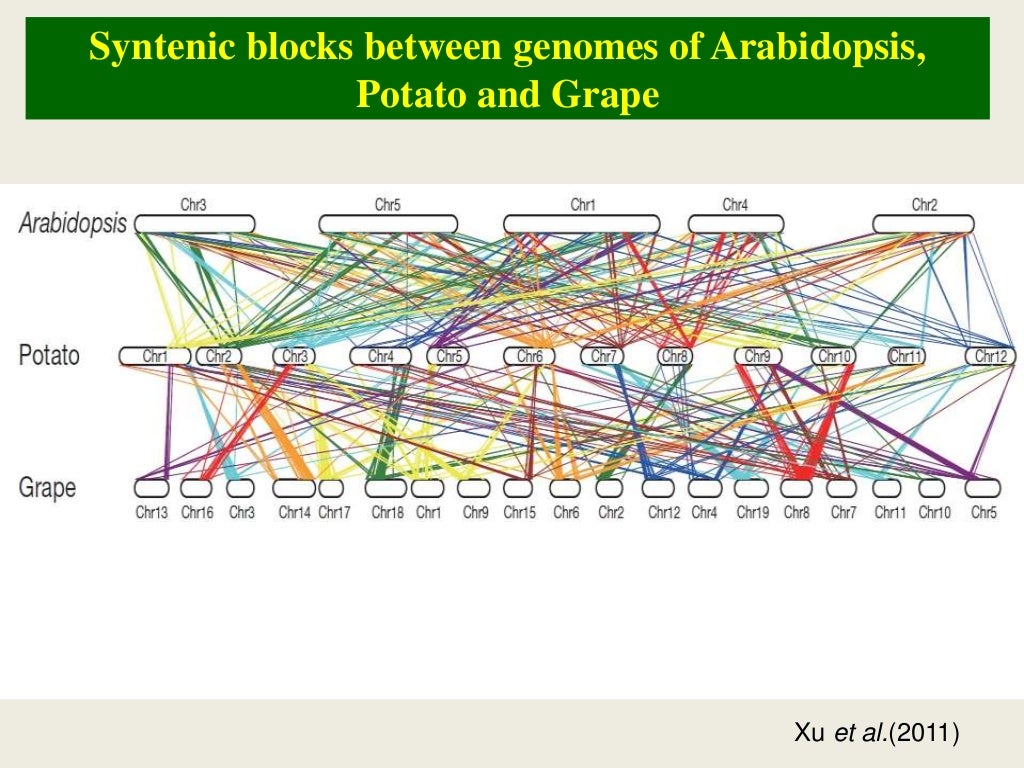 Genome sequencing in vegetable crops