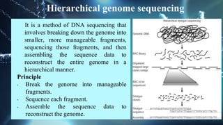 Hierarchical genome sequencing
It is a method of DNA sequencing that
involves breaking down the genome into
smaller, more manageable fragments,
sequencing those fragments, and then
assembling the sequence data to
reconstruct the entire genome in a
hierarchical manner.
Principle
• Break the genome into manageable
fragments.
• Sequence each fragment.
• Assemble the sequence data to
reconstruct the genome.
 