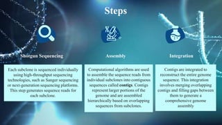 Steps
Shotgun Sequencing
Each subclone is sequenced individually
using high-throughput sequencing
technologies, such as Sanger sequencing
or next-generation sequencing platforms.
This step generates sequence reads for
each subclone.
Integration
Contigs are integrated to
reconstruct the entire genome
sequence. This integration
involves merging overlapping
contigs and filling gaps between
them to generate a
comprehensive genome
assembly
Assembly
Computational algorithms are used
to assemble the sequence reads from
individual subclones into contiguous
sequences called contigs. Contigs
represent larger portions of the
genome and are assembled
hierarchically based on overlapping
sequences from subclones.
 