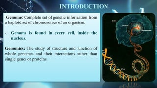 Genome: Complete set of genetic information from
a haploid set of chromosomes of an organism.
• Genome is found in every cell, inside the
nucleus.
Genomics: The study of structure and function of
whole genomes and their interactions rather than
single genes or proteins.
INTRODUCTION
 