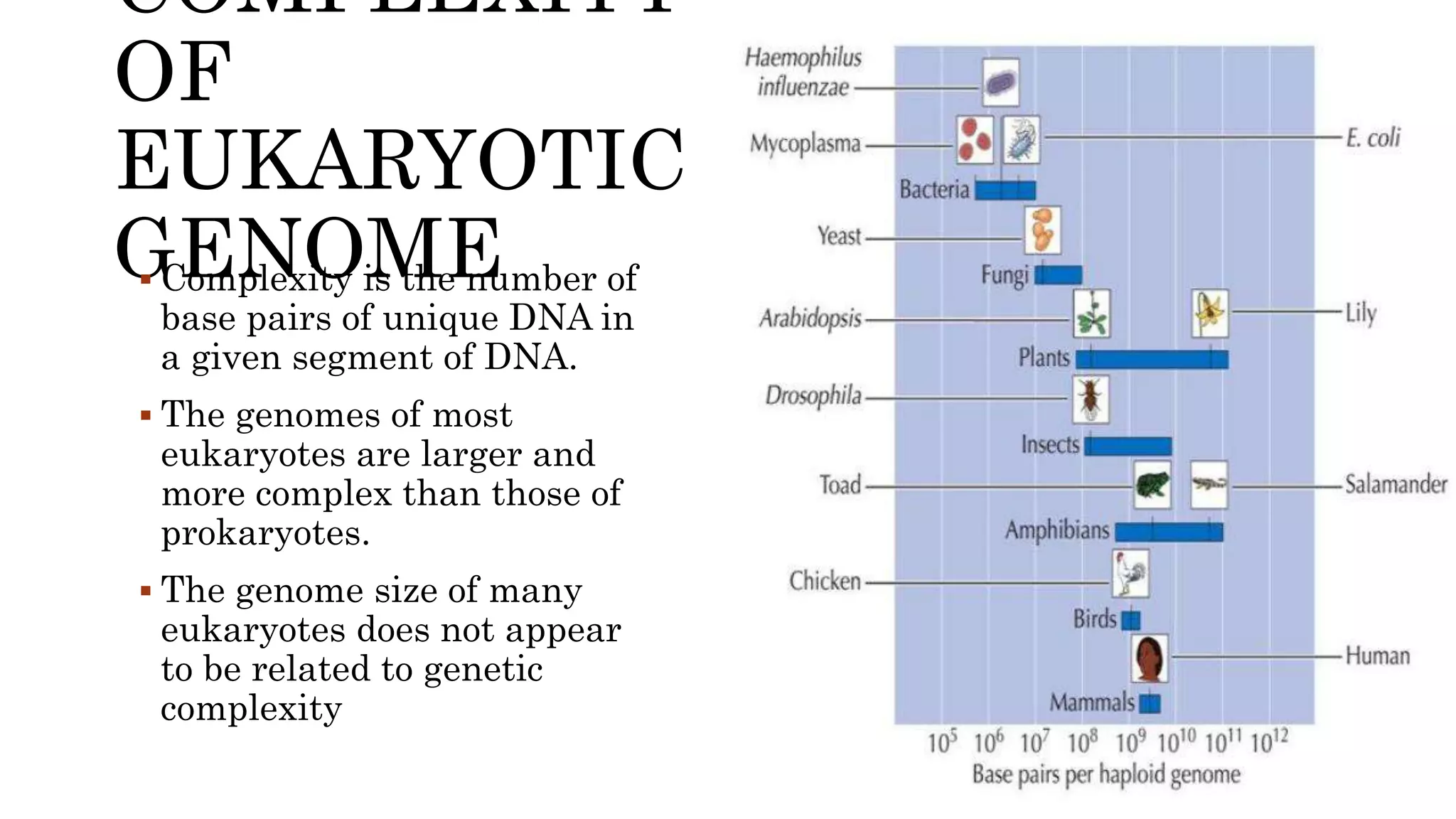 Genome size and complexity of eukaryotic genome.pptx | Biological ...