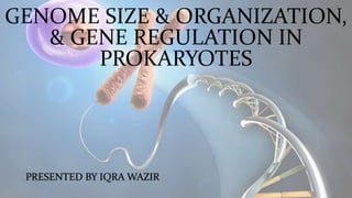 GENOME SIZE & ORGANIZATION,
& GENE REGULATION IN
PROKARYOTES
PRESENTED BY IQRA WAZIR
 