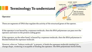 Genome size, organization,& gene regulation in prokaryotes (lac-operon ...