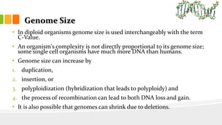 Genome size, organization,& gene regulation in prokaryotes (lac-operon ...