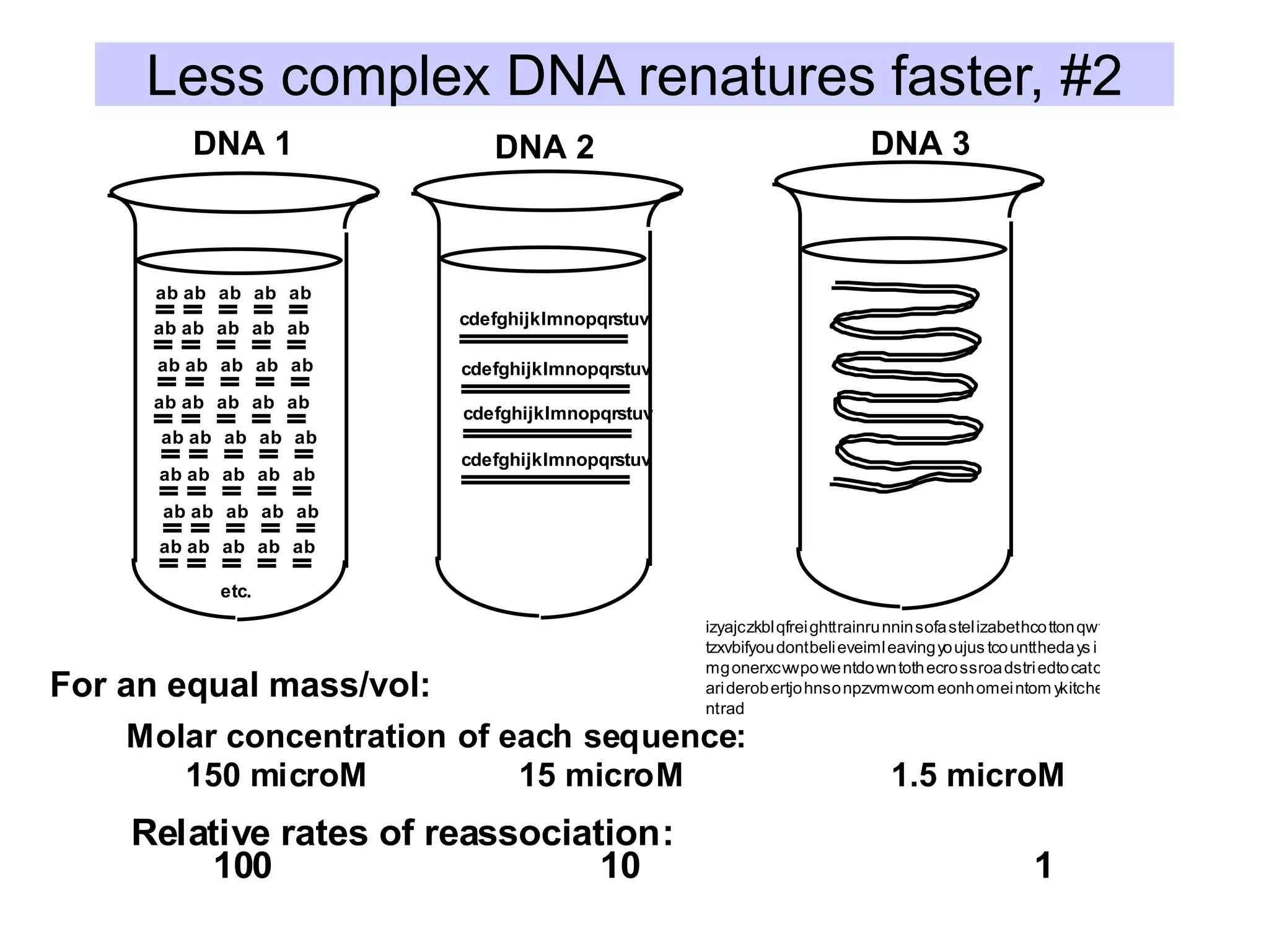 Less complex DNA renatures faster, #2
DNA 1 DNA 2 DNA 3
ab
cdefghijklmnopqrstuv
izyajczkblqfreighttrainrunninsofastelizabethcottonqwf
tzxvbifyoudontbelieveimleavingyoujus tcountthedays i
mgonerxcvwpowentdowntothecrossroadstriedtocatch
ariderobertjohnsonpzvmwcom eonhomeintom ykitche
ntrad
ab ab ab ab
ab ab ab ab ab
ab ab ab ab ab
ab ab ab ab ab
ab ab ab ab ab
ab ab ab ab ab
ab ab ab ab ab
ab ab ab ab ab
etc.
cdefghijklmnopqrstuv
cdefghijklmnopqrstuv
cdefghijklmnopqrstuv
Molar concentration of each sequence:
150 microM 15 microM 1.5 microM
Relative rates of reassociation:
100 10 1
For an equal mass/vol:
 