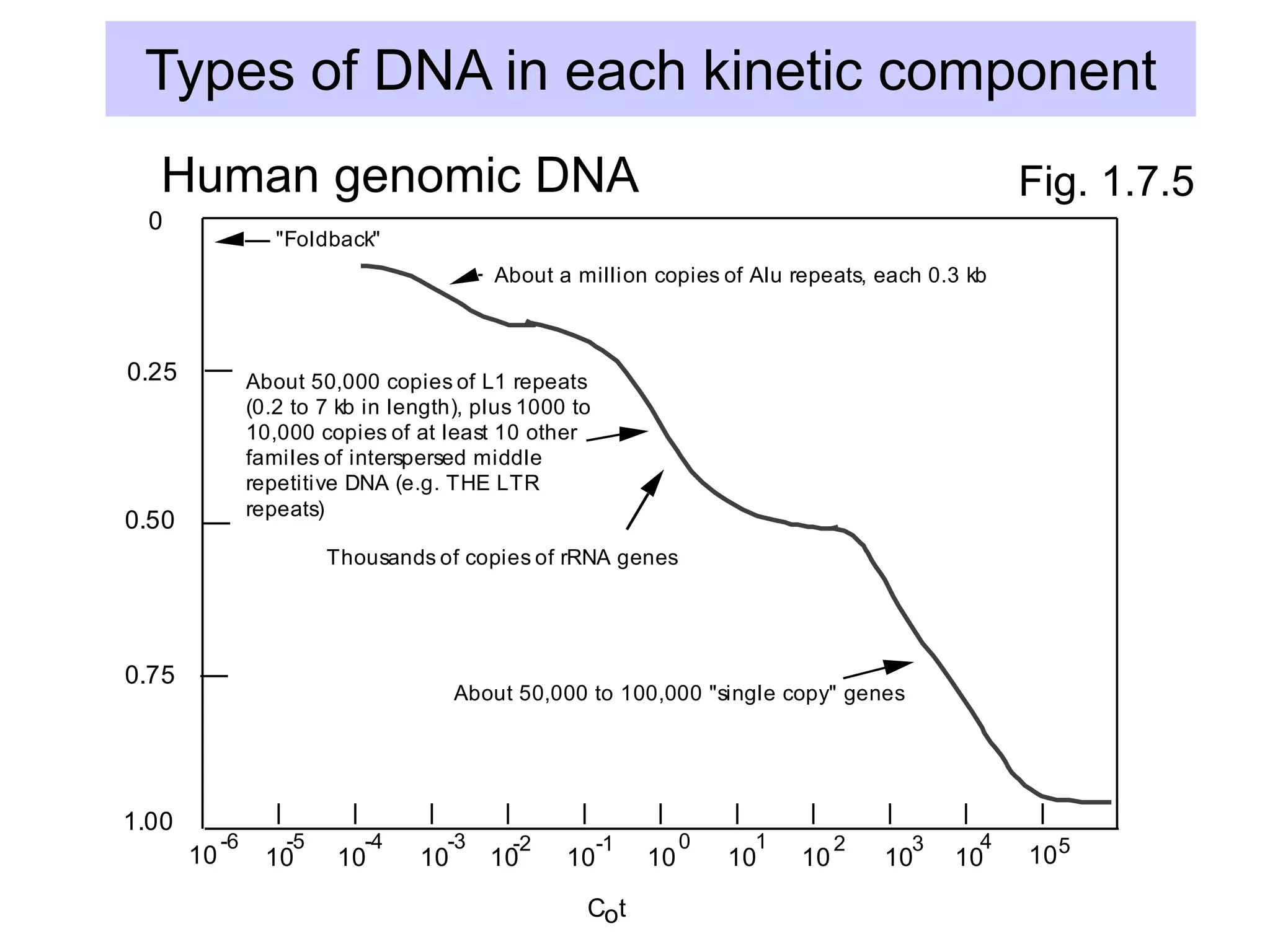 Types of DNA in each kinetic component
Human genomic DNA: kinetic components and classes of sequences
0
0.25
0.50
0.75
1.00
fraction
reassociated
10 10 10 10 10 10 10 10 10 10 10
2 3 4
1
0
-1
-2
-3
-4
-5
-6 5
10
About a million copies of Alu repeats, each 0.3 kb
About 50,000 copies of L1 repeats
(0.2 to 7 kb in length), plus 1000 to
10,000 copies of at least 10 other
familes of interspersed middle
repetitive DNA (e.g. THE LTR
repeats)
Thousands of copies of rRNA genes
About 50,000 to 100,000 "single copy" genes
C t
o
"Foldback"
Fig. 1.7.5
Human genomic DNA
 
