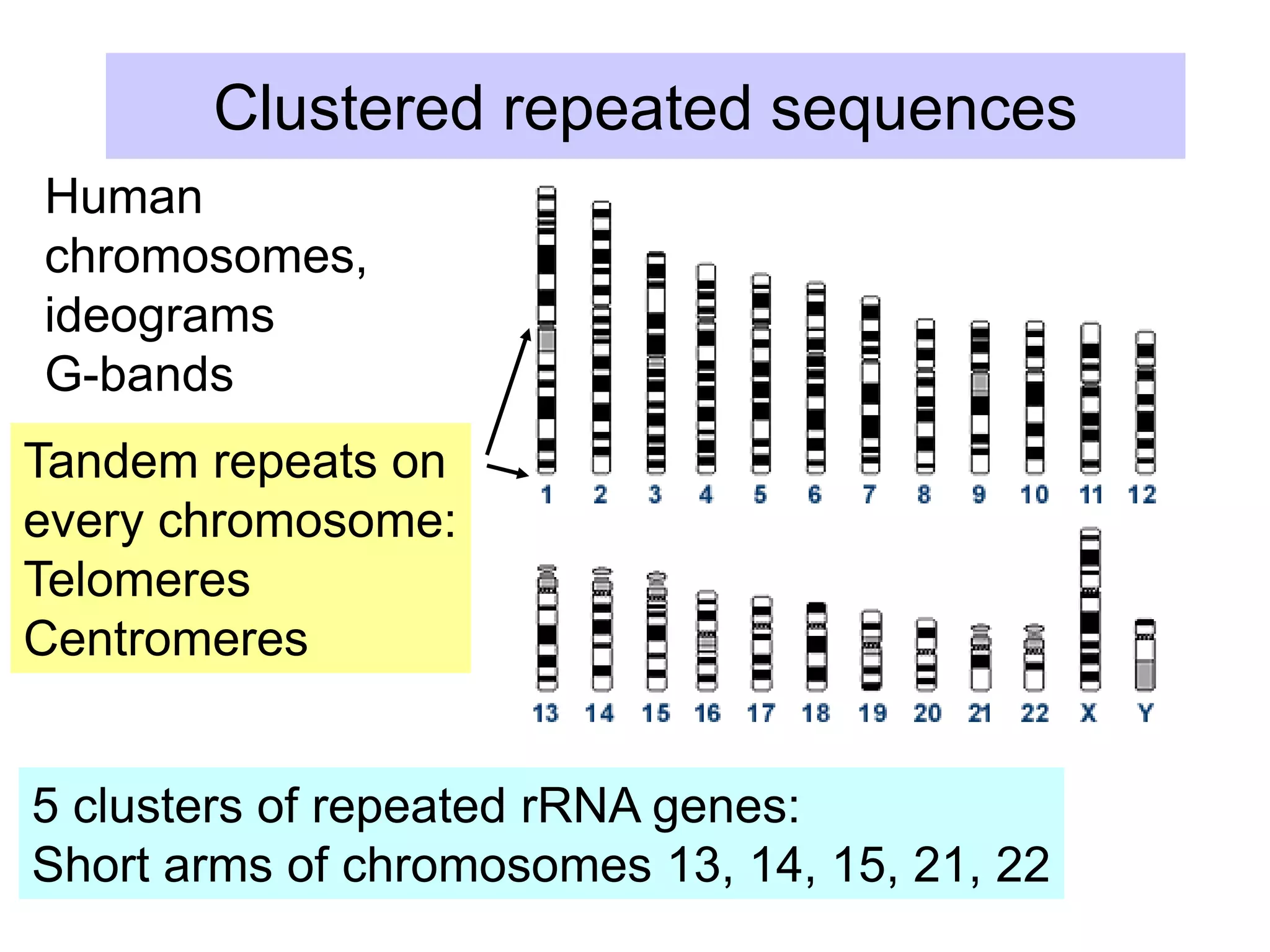 Clustered repeated sequences
Human
chromosomes,
ideograms
G-bands
Tandem repeats on
every chromosome:
Telomeres
Centromeres
5 clusters of repeated rRNA genes:
Short arms of chromosomes 13, 14, 15, 21, 22
 