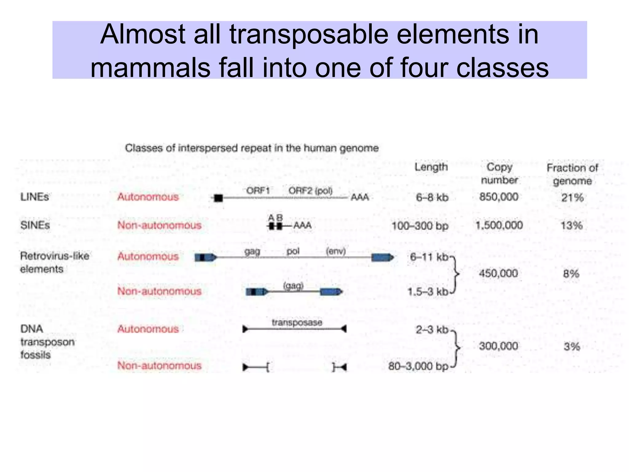Almost all transposable elements in
mammals fall into one of four classes
 