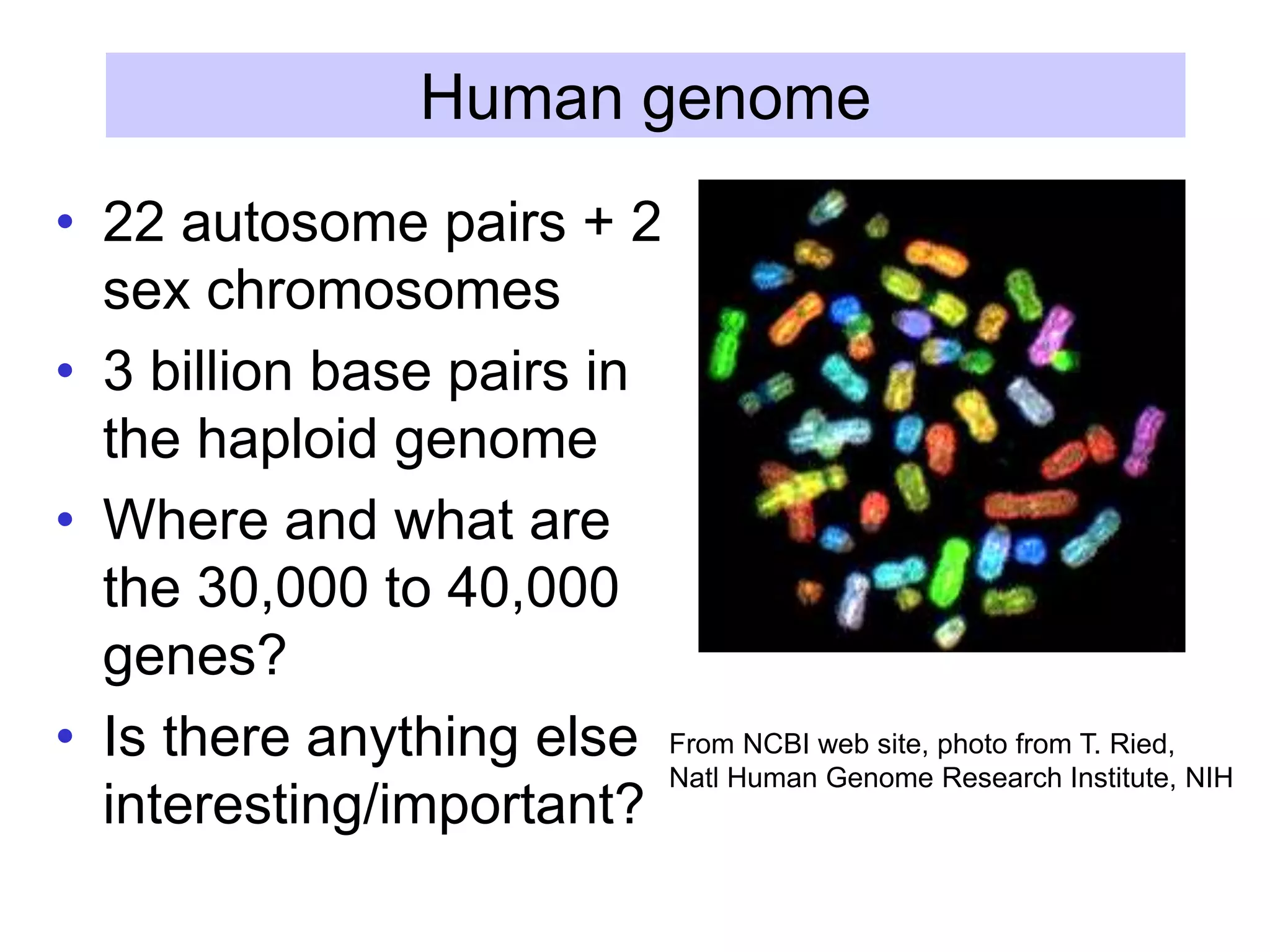 Human genome
• 22 autosome pairs + 2
sex chromosomes
• 3 billion base pairs in
the haploid genome
• Where and what are
the 30,000 to 40,000
genes?
• Is there anything else
interesting/important?
From NCBI web site, photo from T. Ried,
Natl Human Genome Research Institute, NIH
 