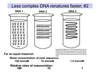 Less complex DNA renatures faster, #2
DNA 1 DNA 2 DNA 3
ab
cdefghijklmnopqrstuv
izyajczkblqfreighttrainrunninsofastelizabethcottonqwf
tzxvbifyoudontbelieveimleavingyoujus tcountthedays i
mgonerxcvwpowentdowntothecrossroadstriedtocatch
ariderobertjohnsonpzvmwcom eonhomeintom ykitche
ntrad
ab ab ab ab
ab ab ab ab ab
ab ab ab ab ab
ab ab ab ab ab
ab ab ab ab ab
ab ab ab ab ab
ab ab ab ab ab
ab ab ab ab ab
etc.
cdefghijklmnopqrstuv
cdefghijklmnopqrstuv
cdefghijklmnopqrstuv
Molar concentration of each sequence:
150 microM 15 microM 1.5 microM
Relative rates of reassociation:
100 10 1
For an equal mass/vol:
 