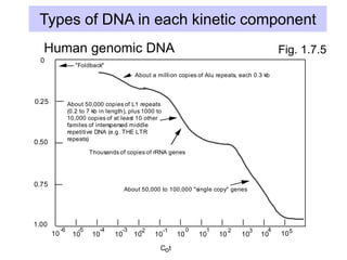 Types of DNA in each kinetic component
Human genomic DNA: kinetic components and classes of sequences
0
0.25
0.50
0.75
1.00
fraction
reassociated
10 10 10 10 10 10 10 10 10 10 10
2 3 4
1
0
-1
-2
-3
-4
-5
-6 5
10
About a million copies of Alu repeats, each 0.3 kb
About 50,000 copies of L1 repeats
(0.2 to 7 kb in length), plus 1000 to
10,000 copies of at least 10 other
familes of interspersed middle
repetitive DNA (e.g. THE LTR
repeats)
Thousands of copies of rRNA genes
About 50,000 to 100,000 "single copy" genes
C t
o
"Foldback"
Fig. 1.7.5
Human genomic DNA
 