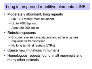 Long interspersed repetitive elements: LINEs
• Moderately abundant, long repeats
– LIN E1 family: most abundant
– Up to 7000 bp long
– About 50,000 copies
• Retrotransposons
– Encode reverse transcriptase and other enzymes
required for transposition
– No long terminal repeats (LTRs)
• Cause new mutations in humans
• Homologous repeats found in all mammals and
many other animals
 