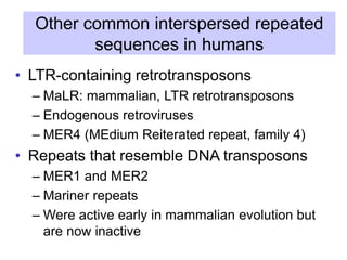 Other common interspersed repeated
sequences in humans
• LTR-containing retrotransposons
– MaLR: mammalian, LTR retrotransposons
– Endogenous retroviruses
– MER4 (MEdium Reiterated repeat, family 4)
• Repeats that resemble DNA transposons
– MER1 and MER2
– Mariner repeats
– Were active early in mammalian evolution but
are now inactive
 