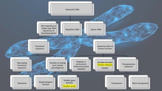 Eukaryotic DNA
Non repetitive or
single copy DNA
sequences or
functional genes
Repetitive DNA
functional
sequence
Noncoding
functional
sequence
Telomeres
Families of coding
(and related
pseudogenes)
Dispersed gene
families
Tandem gene
families
“tandem array”
sequence with no
known function
Repeats in
centromeric
heterochromatin
“satellite”
Variable Number
Tandem Repeats
“VNTRs”
Transposonses
sequence
Transposons Retro transposons
Spacer DNA
 