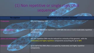 The organism The presence of non repetitive sequences
Prokaryotes only non repetitive DNA
Lower eukaryotes most of the DNA is non repetitive , < 20% falls into one or more moderately repetitive
components.
plants and amphibians the non repetitive DNA may be reduced to a minority of the genome , with the
moderately and highly repetitive components accounting for up to 80%
animal cells up to half of the DNA often is occupied by moderately and highly repetitive
components.
(1) Non repetitive or single copy DNA
sequences.
 