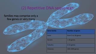 families may comprise only a
few genes or very many
Gene family Number of genes
Actin from 5 to 30 genes
Keratin > 20 genes
Tubulins 3-15 genes
Histones 100-1000 genes
(2) Repetitive DNA sequences.
 