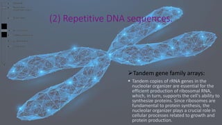 ➢Tandem gene family arrays:
▪ Tandem copies of rRNA genes in the
nucleolar organizer are essential for the
efficient production of ribosomal RNA,
which, in turn, supports the cell's ability to
synthesize proteins. Since ribosomes are
fundamental to protein synthesis, the
nucleolar organizer plays a crucial role in
cellular processes related to growth and
protein production.
(2) Repetitive DNA sequences.
 