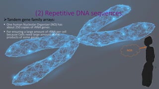 ➢Tandem gene family arrays:
▪ One human Nucleolar Organizer (NO) has
about 250 copies of rRNA genes .
▪ For ensuring a large amount of rRNA per cell
because Cells need large amount of the
products of some genes
(2) Repetitive DNA sequences.
NOR
 