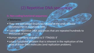 b. Non-coding functional sequences:
➢Telomeres:
▪ They are specialized structures located at the ends of linear
chromosomes in eukaryotic cells.
▪ consist of repetitive DNA sequences that are repeated hundreds to
thousands of times.
▪ Human telomeric sequence is 5’-TTAGGG-3’
▪ solve a functional problem that is inherent in the replication of the
ends of linear DNA molecules (end replication problem).
(2) Repetitive DNA sequences.
 