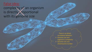 False idea:
complexity of an organism
is directly proportional
with its genome size
There is no direct
correlation between:
➢ Genome size and
organism’s complexity
➢ Genome size and
chromosome number
 