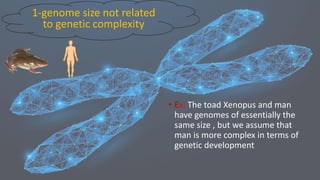 • Ex: The toad Xenopus and man
have genomes of essentially the
same size , but we assume that
man is more complex in terms of
genetic development
1-genome size not related
to genetic complexity
 